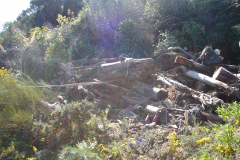 DSC00729